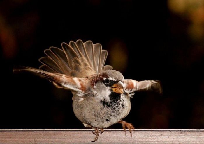 bird photography