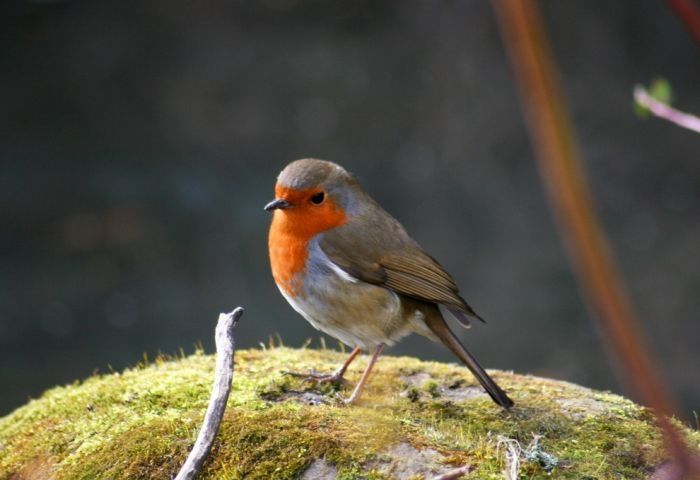 bird photography