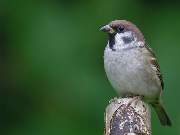 bird photography