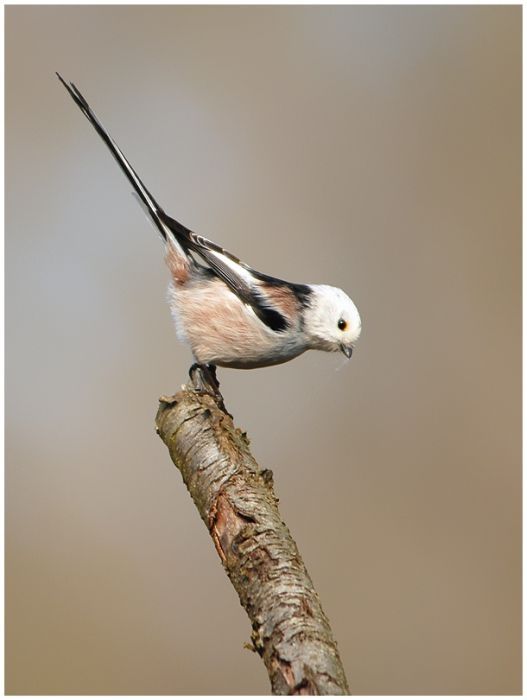 bird photography