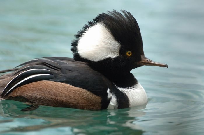 bird photography