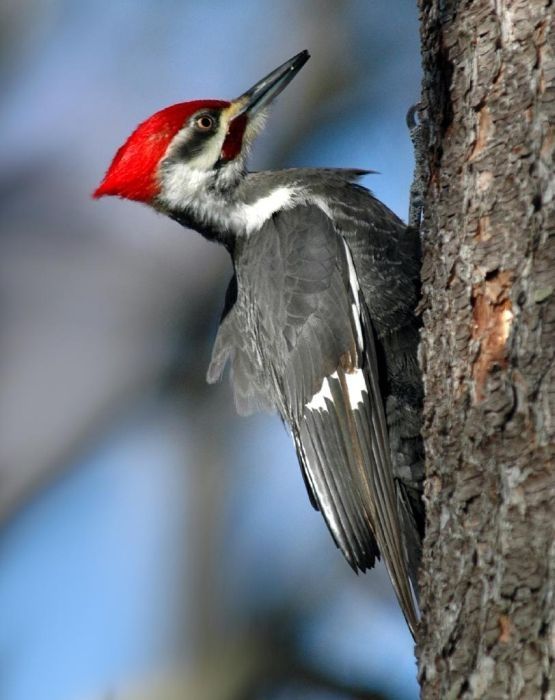 bird photography