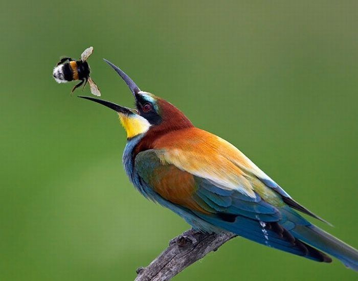 bird photography