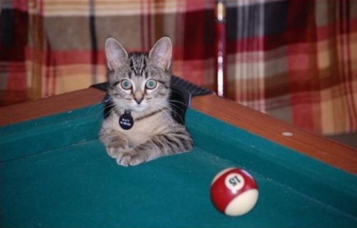 cute cat in a pool table