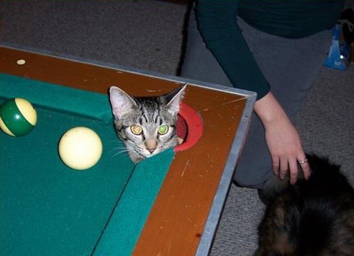 cute cat in a pool table