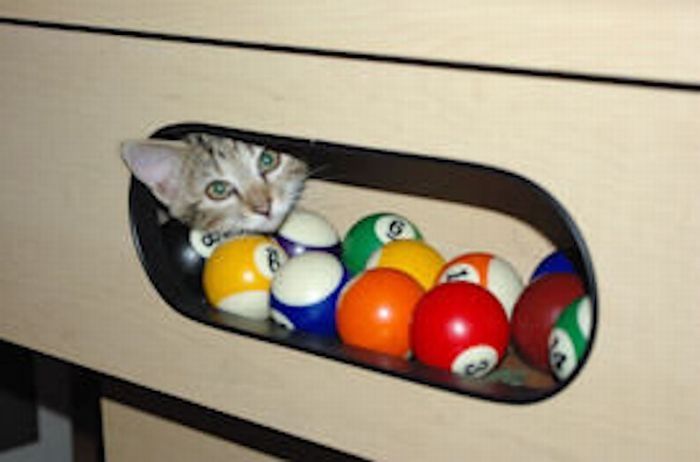 cute cat in a pool table
