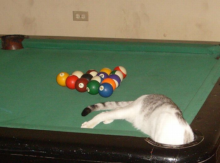 cute cat in a pool table