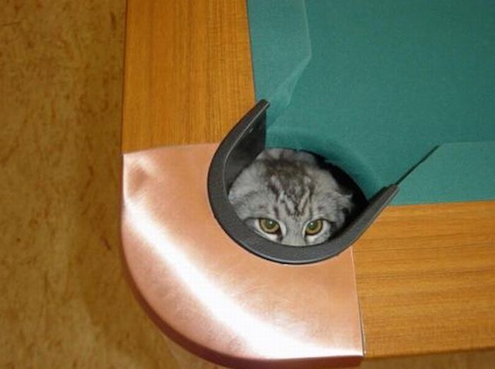 cute cat in a pool table