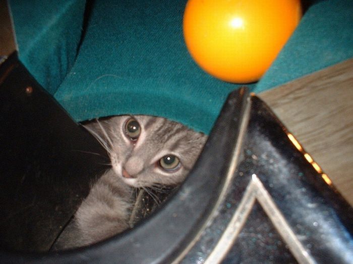 cute cat in a pool table