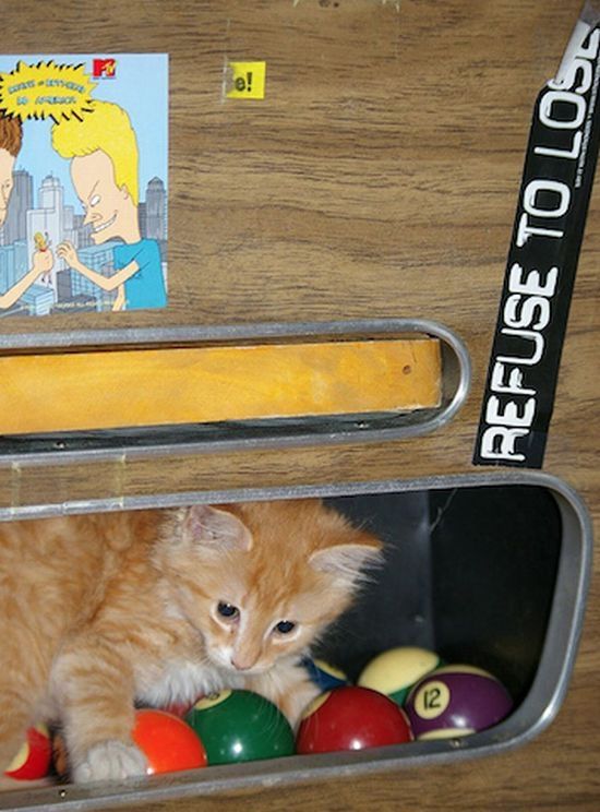 cute cat in a pool table