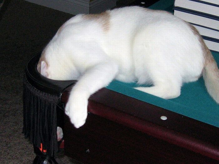 cute cat in a pool table