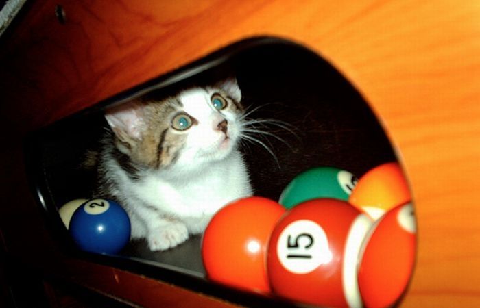 cute cat in a pool table