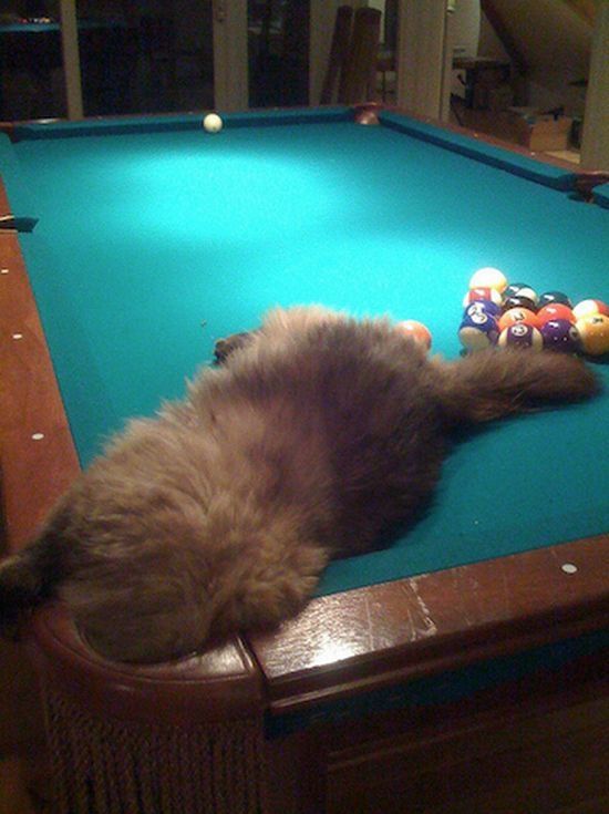 cute cat in a pool table