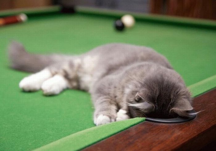 cute cat in a pool table