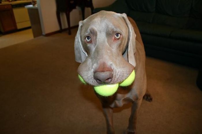 dogs with tennis balls