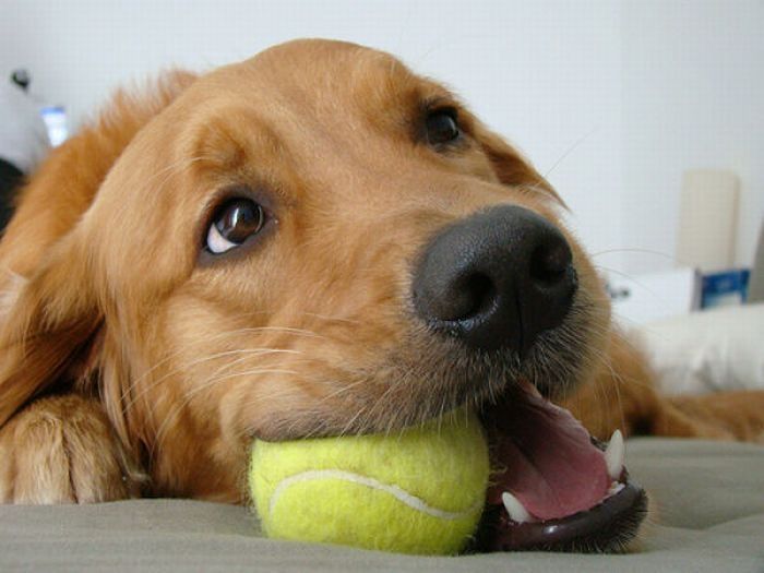 dogs with tennis balls