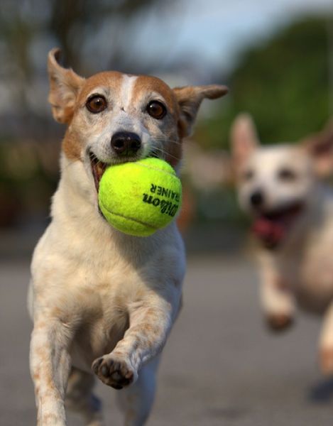 dogs with tennis balls