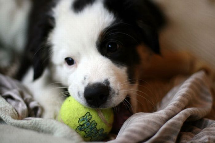 dogs with tennis balls