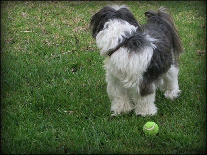 dogs with tennis balls