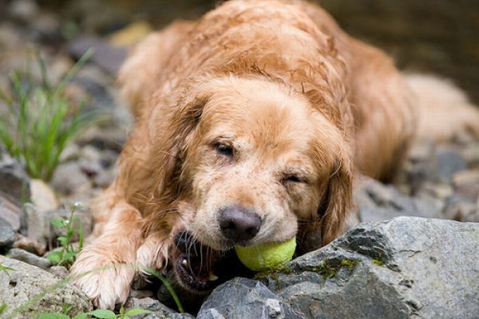 dogs with tennis balls