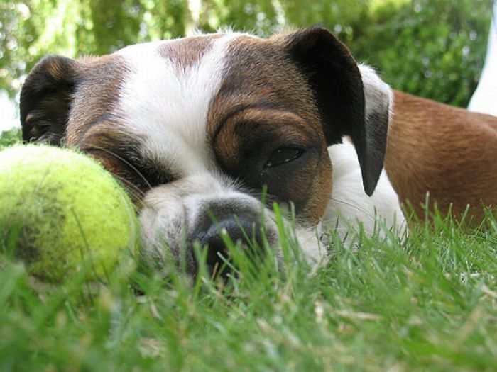 dogs with tennis balls