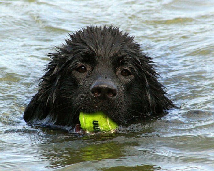 dogs with tennis balls