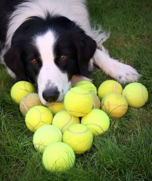 dogs with tennis balls