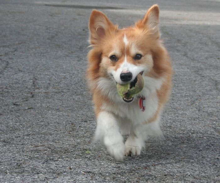 dogs with tennis balls