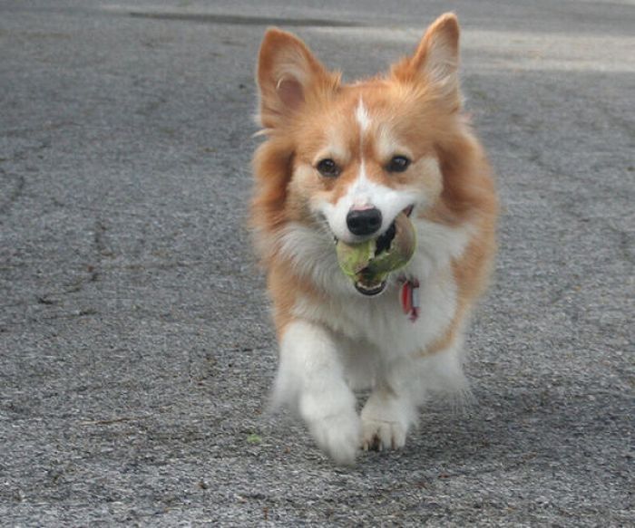 dogs with tennis balls