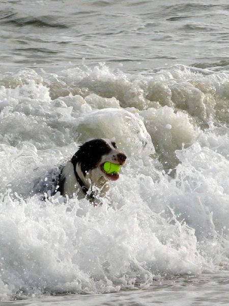 dogs with tennis balls