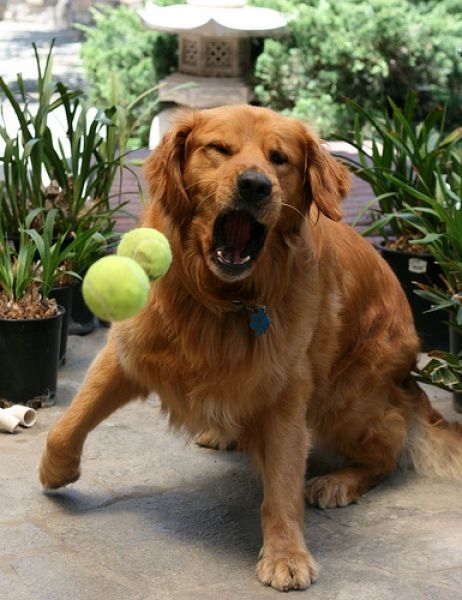 dogs with tennis balls