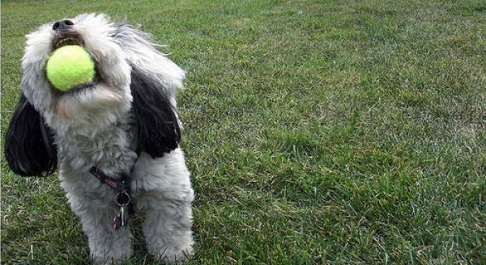 dogs with tennis balls