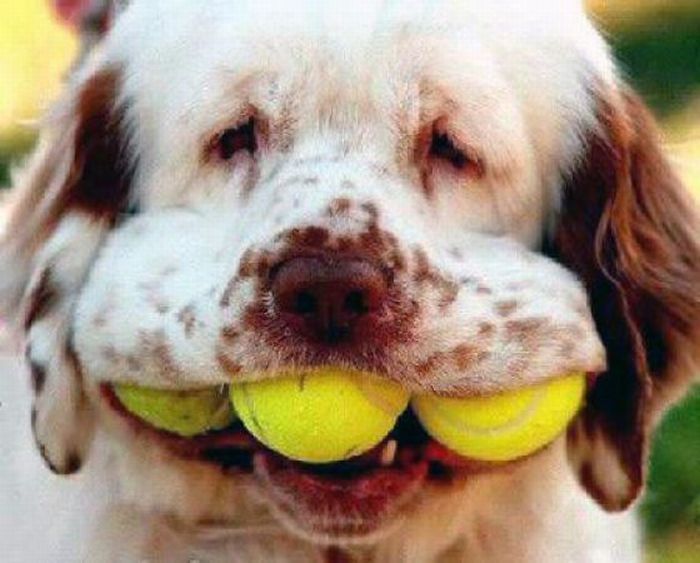 dogs with tennis balls