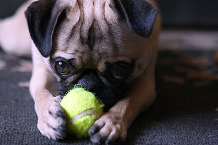 dogs with tennis balls