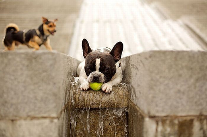 dogs with tennis balls