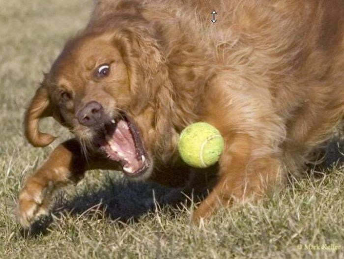 dogs with tennis balls