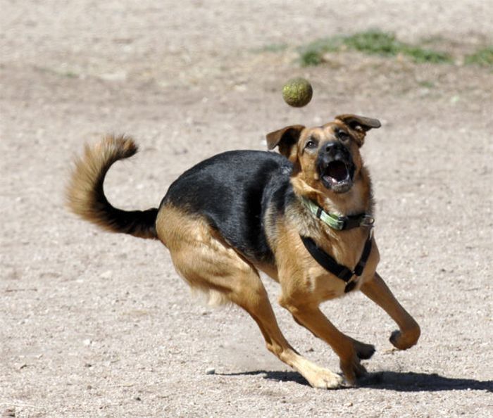 dogs with tennis balls