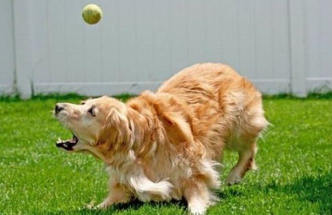 dogs with tennis balls