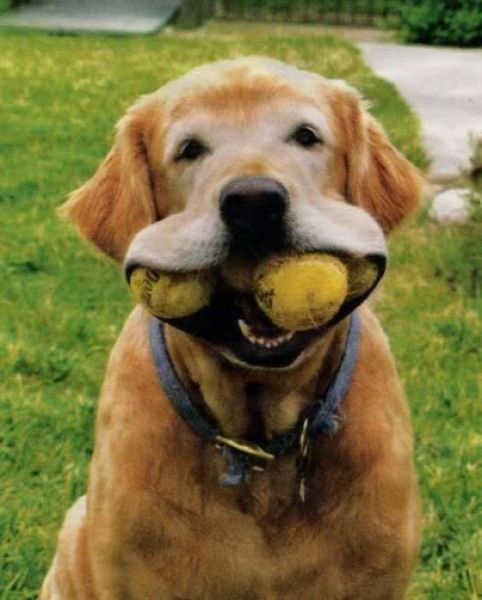 dogs with tennis balls