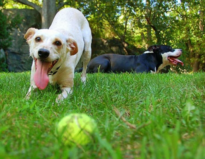 dogs with tennis balls