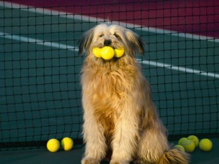 dogs with tennis balls