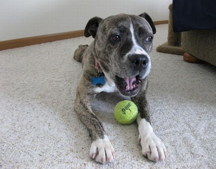 dogs with tennis balls