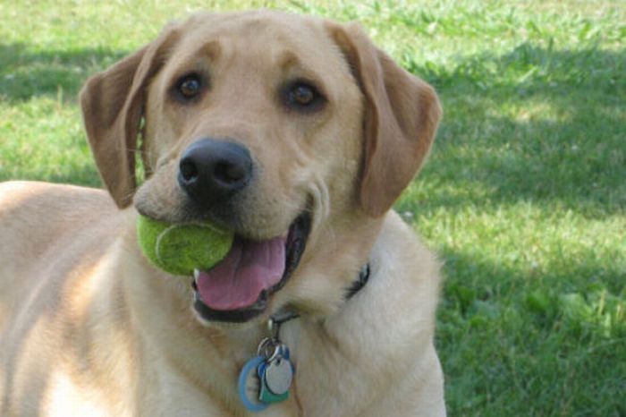 dogs with tennis balls