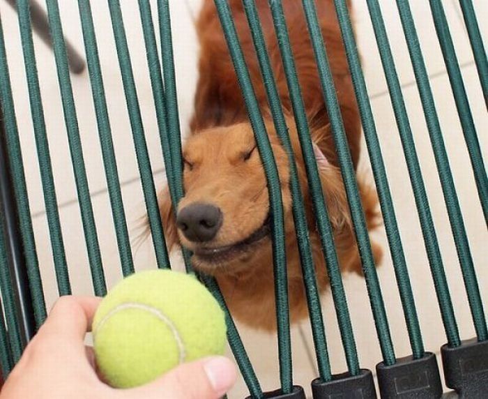 dogs with tennis balls