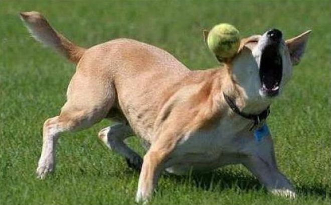 dogs with tennis balls