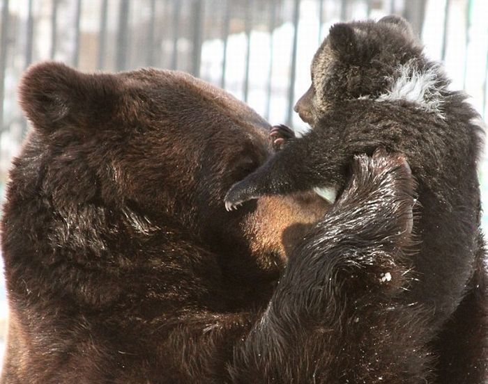 father bear loves his cub