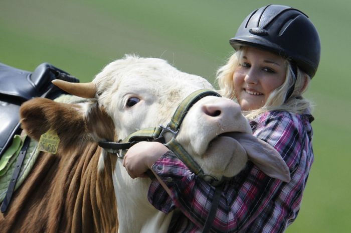 jumping cow