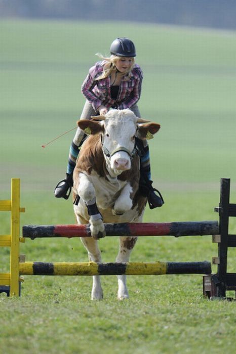 jumping cow