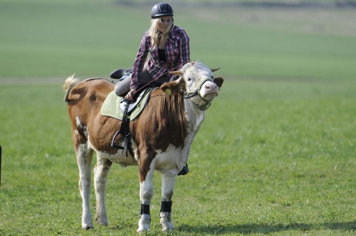 jumping cow