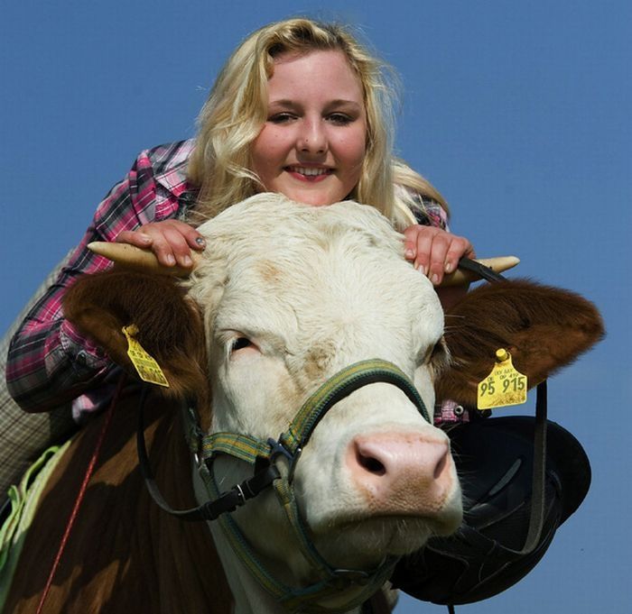 jumping cow